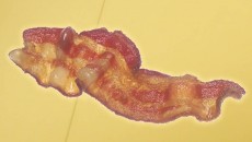bacon_header