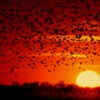 ambient-light-header