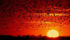 ambient-light-header