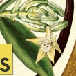 vanilla_js_jquery_header